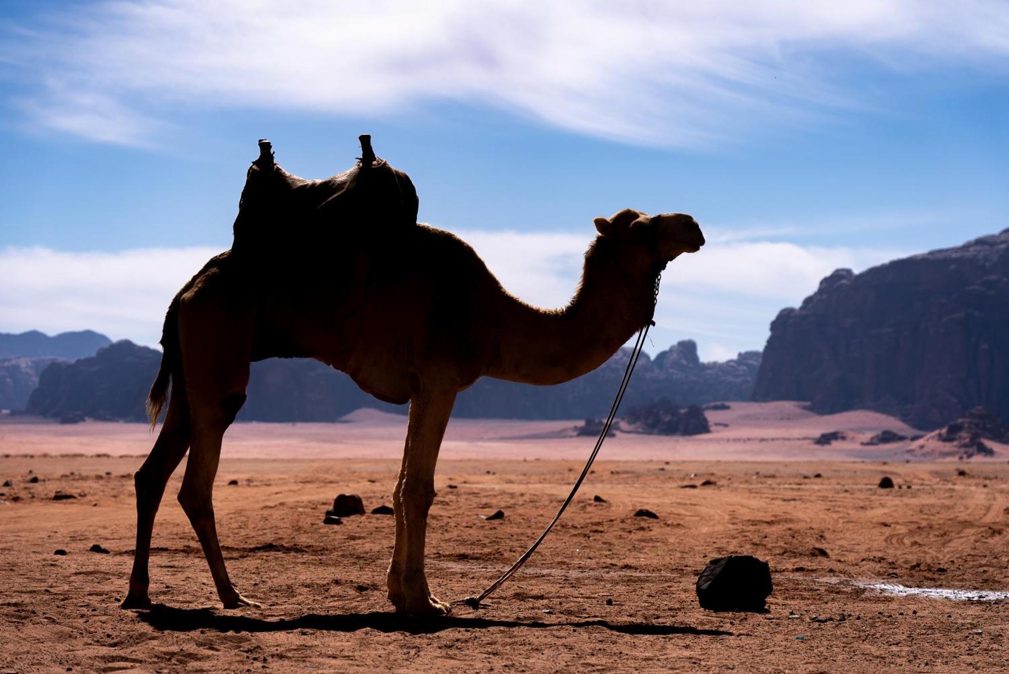 Hotel Oblivion Camp à Wadi Rum Extérieur photo